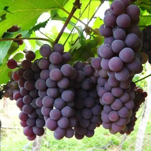 Muda De Uva Enxertada -produzem Em 1 Ano -