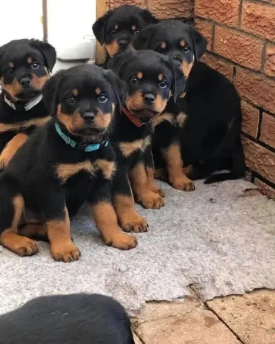 Lindos filhotes de Rottweiler ótima oportunidade 
