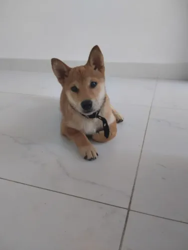 Shiba Inu macho 5 meses