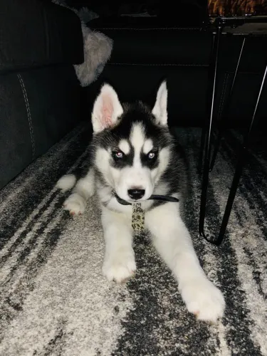 Husky Siberiano filhote preto e branco como o tapete que ele adora