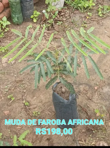 Mudas de faroba africana