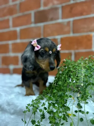 Filhote de Dachshund linguicinha pelo longo 