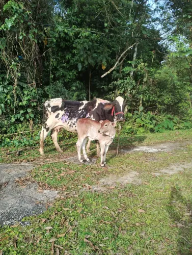 Vendo 1 Vaca 1 bezerra e uma novilha.