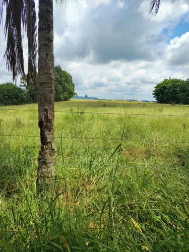 Sitio ótimo para café ,abacate