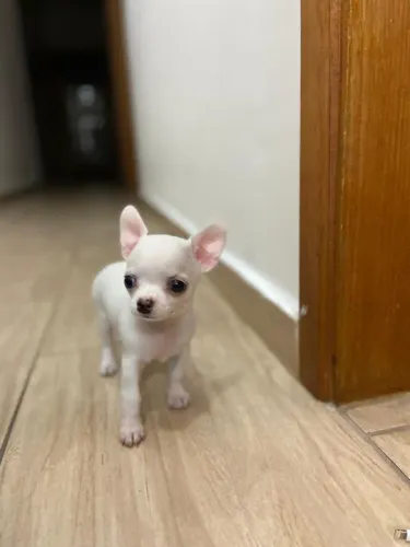 Chihuahua branco/malhado/vermelho/red brindle, com garantias genéticas e suporte vet!