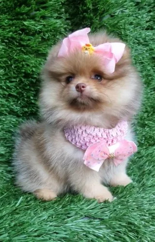 Spitz Alemão Anão - Fêmea ursinha com pedigree - 11.949.33.76.34 - Loja física e canil