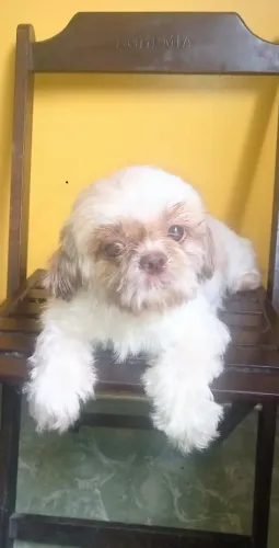 Shitzu FÊMEA ADULTA Nunca cruzou nariz vermelho 