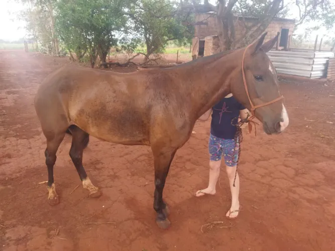 Égua pura na picada