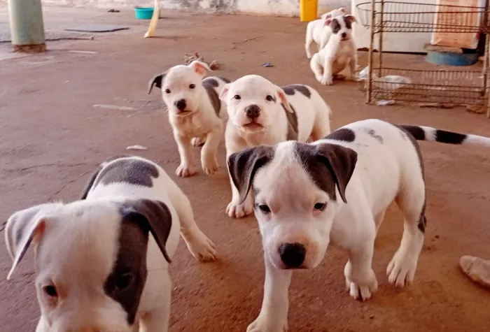 Pitbull American Sttarfourshire 45 dias