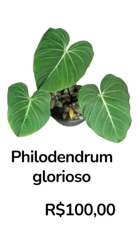 Philodendrum glorioso