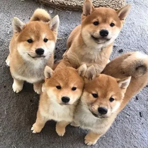 Filhotes de Shiba Inu à pronta entrega!