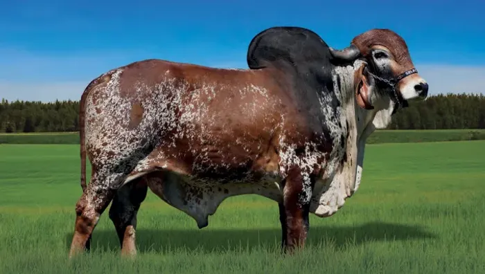 INSEMINAÇÃO ARTIFICIAL E IATF - MELHORE A GENÉTICA DO SEU REBANHO! 