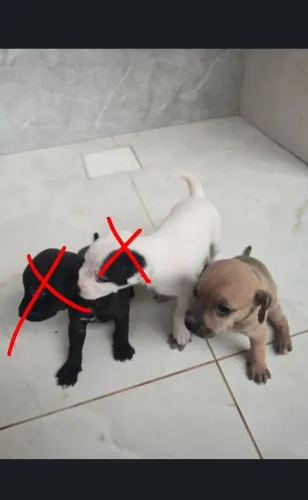 Doação cachorro