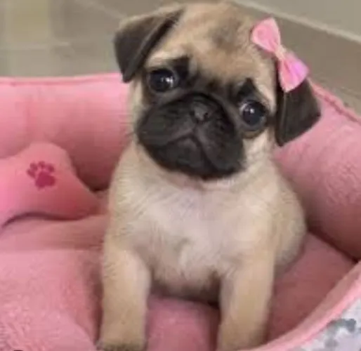 Pug linda pra reserva