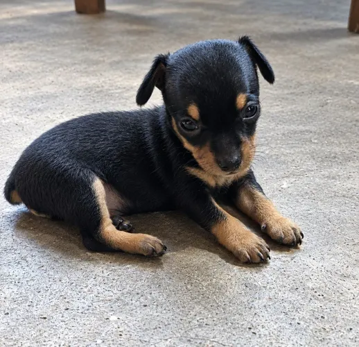 Pinscher macho