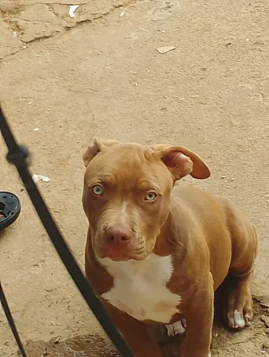Vendo Pitbull 5 meses