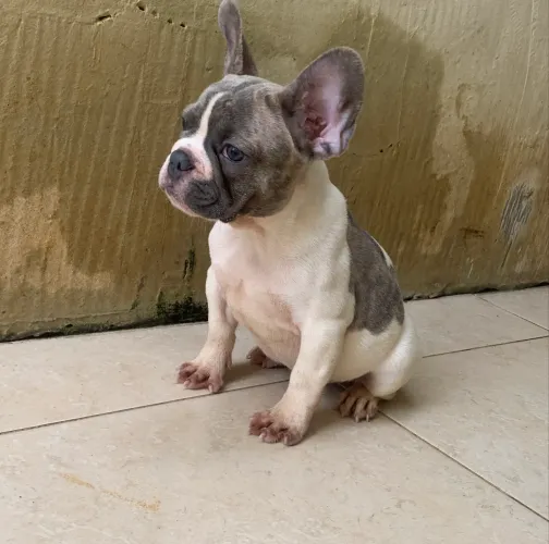 Buldogue francês 