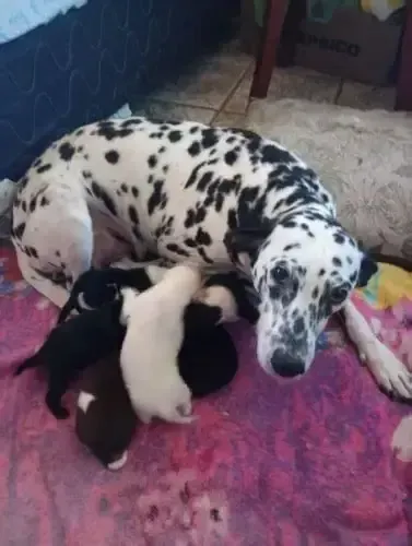 dalmata x labrador