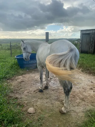 Cavalo QM