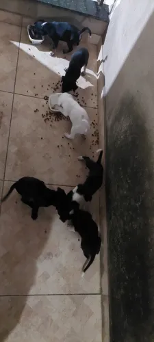 Cães