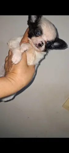 Chihuahua na promoção macho pelo longo