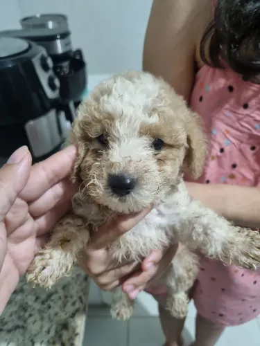 Filhotes de Poodle 300,00 reais
