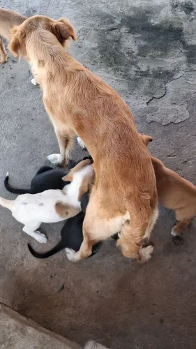 CACHORRO DOAÇÃO