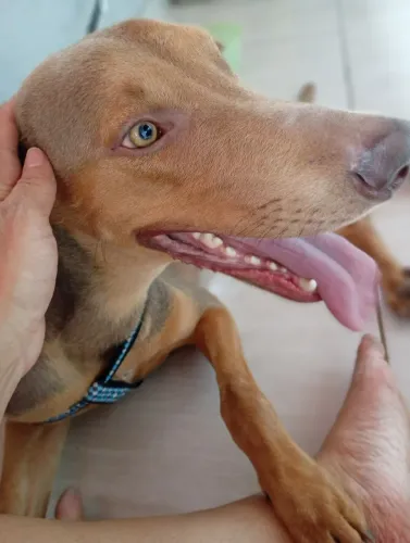 Adoção responsável de cachorro