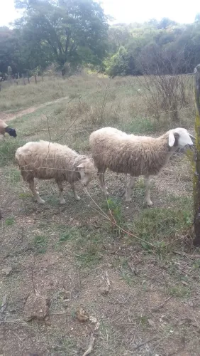Lote de carneiros e ovelhas