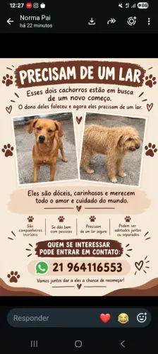 Doação cachorro