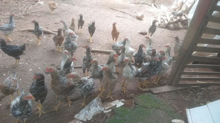 Frango caipiras R$45/R$55/R$65 todas tamanho e preço 