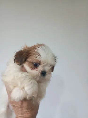 Shihtzu legítimo 10x 130