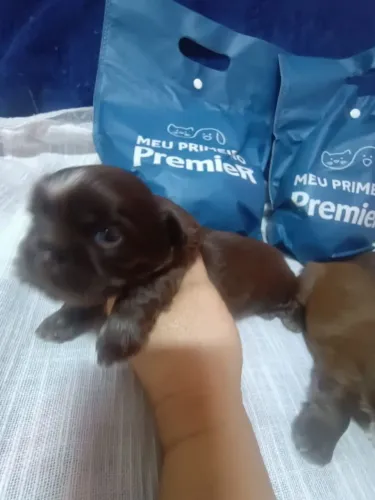 Shitzu macho chocolate 