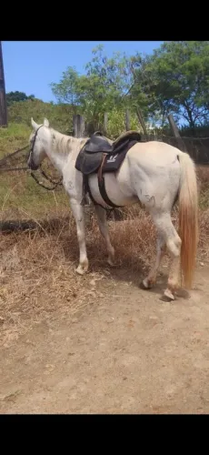 Cavalo Mangalarga mineiro Troco em égua ou vendo