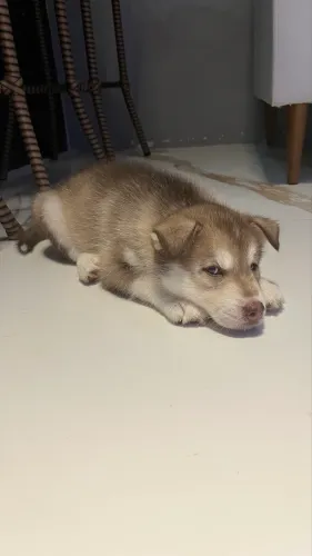 Filhote de Husky Siberiano