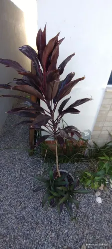 Vaso de planta Dracena enorme