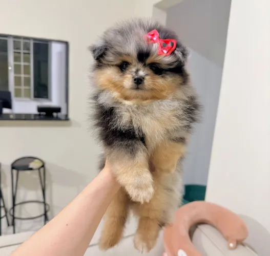 Lulu da Pomerânia exótica
