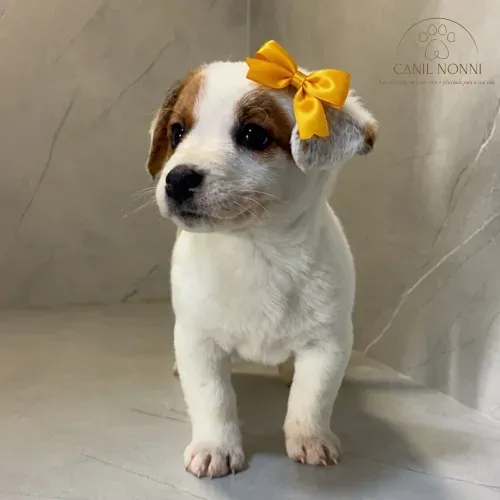 Linda Filhote Fêmea de Jack Russell Terrier à Venda!