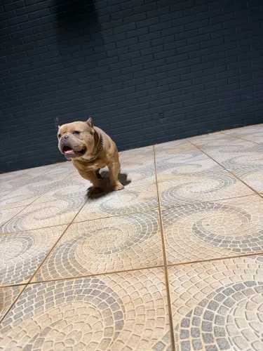 Cão American Bully