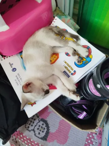 Doa-se duas gatinhas lindas