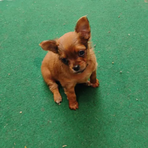 Vendo um filhote de chihuahua macho 