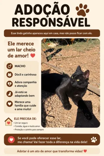 Gato