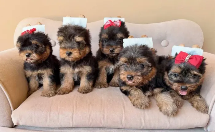 Filhote Yorkshire Terrier, Quem vai se apaixonar primeiro: você ou o filhote?