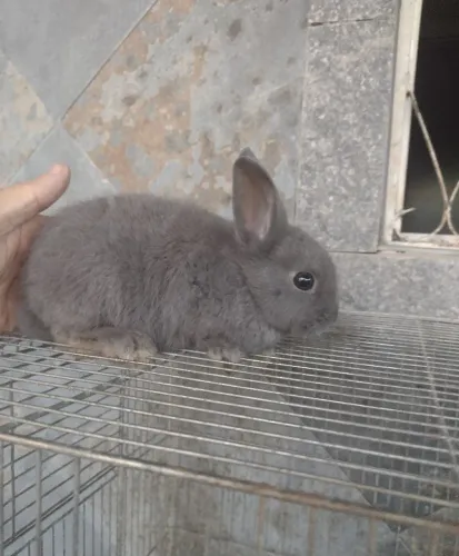 Coelho macho Netherlandes 3 meses 