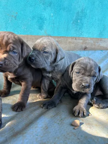 Filhotes de cane Corso