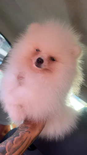 Lulu da pomerania spitz alemão