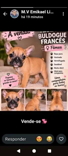 Vendo filhote de Buldogue francês
