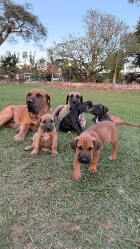 Filhotes de Fila Brasileiro