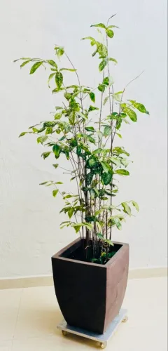 Vaso Grande Com Dracena Confete Adulta + Suporte Com Rodinhas