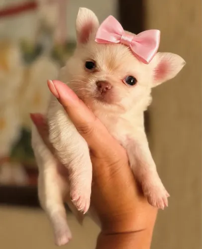 Chihuahua Pêlo Longo Fêmea - Focinho Marrom. 